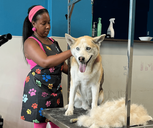 pet grooming oakland