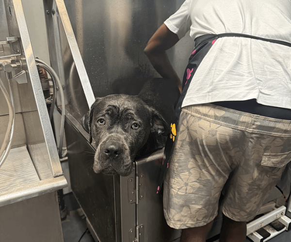 pet grooming oakland