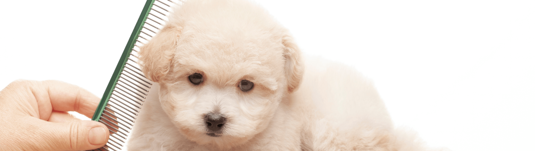 mobile pet grooming oakland ca