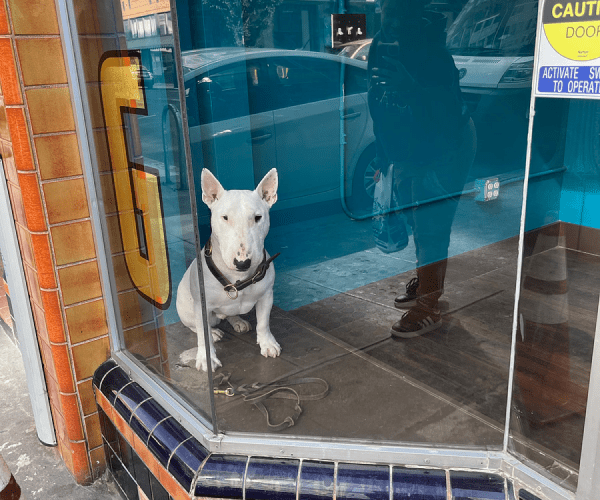 affordable pet grooming near me