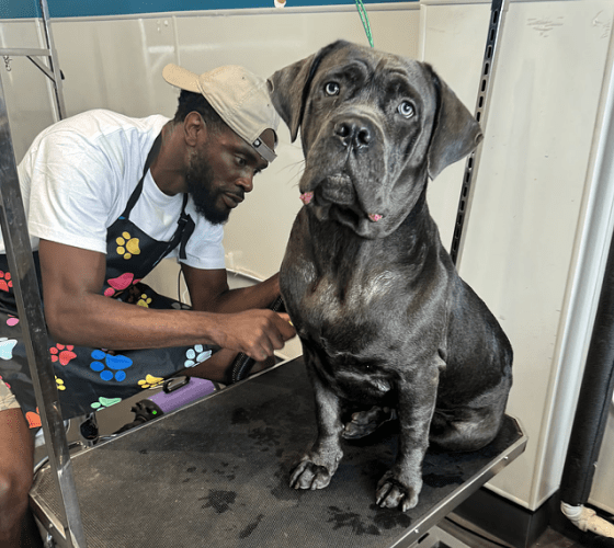 dog grooming oakland