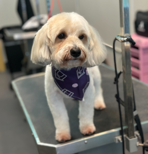 dog grooming oakland