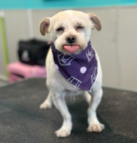 dog grooming oakland