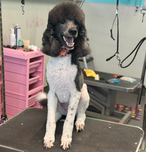 dog grooming oakland