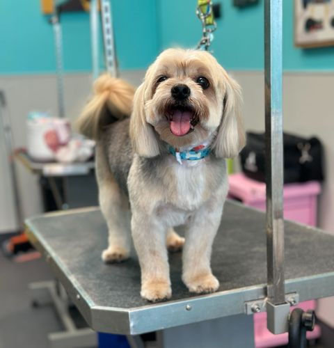 dog grooming oakland