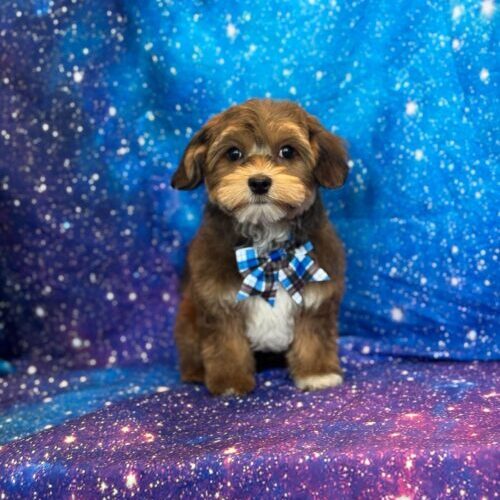 dog grooming oakland