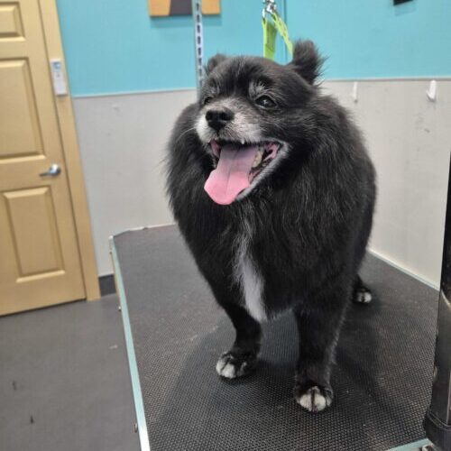 dog grooming oakland