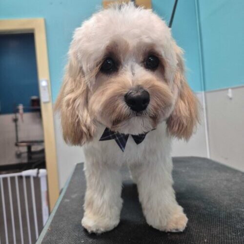 dog grooming oakland