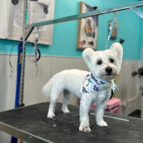 dog grooming oakland