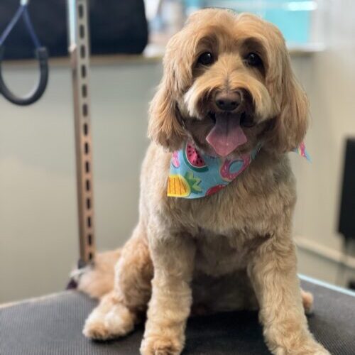 dog grooming oakland